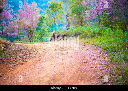 Rosa Sakura in Pangkhon Chiang Rai Thailand unterwegs Stockfoto