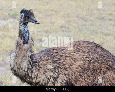 EMU in ländlicher Umgebung isoliert Stockfoto