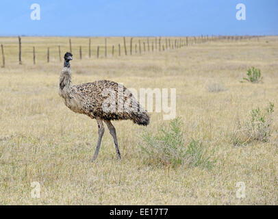 EMU in ländlicher Umgebung isoliert Stockfoto