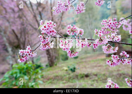 Himalaya-Kirsche (Prunus Cerasoides) blühen in Pang Khon Mountain Chiang Rai, Thailand Stockfoto