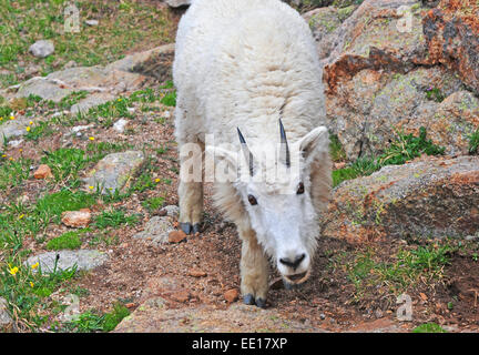 Bergziege in den Bergen, Colorado Rockies Stockfoto