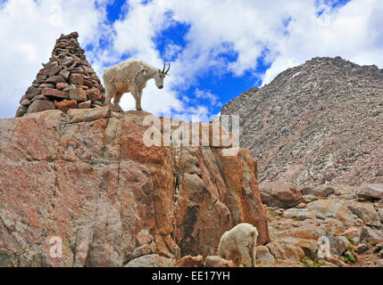 Bergziege in den Bergen, Colorado Rockies Stockfoto