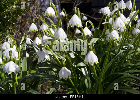 Frühlingsboten, Blühende Märzenbecher, Leucojum Vernum Stockfoto