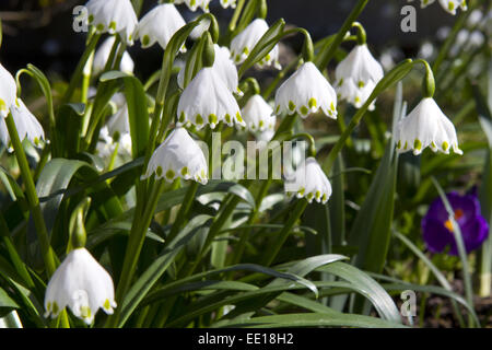 Frühlingsboten, Blühende Märzenbecher, Leucojum Vernum Stockfoto