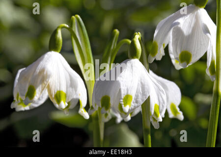 Frühlingsboten, Blühende Märzenbecher, Leucojum Vernum Stockfoto