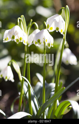 Frühlingsboten, Blühende Märzenbecher, Leucojum Vernum Stockfoto