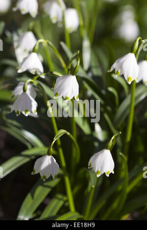 Frühlingsboten, Blühende Märzenbecher, Leucojum Vernum Stockfoto