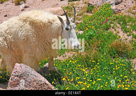 Bergziege in den Bergen, Colorado Rockies Stockfoto