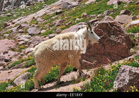 Bergziege in den Bergen, Colorado Rockies Stockfoto