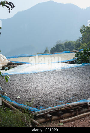 Trocknen von Kaffeebohnen auf der Plantage auf Pha Hi Wintertag, Chiangrai Thailand Stockfoto