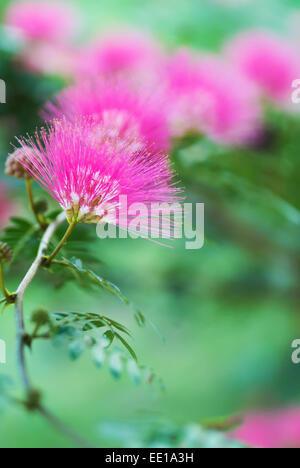 Calliandra Haematocephala Hassk mit Nebel morgens. Stockfoto