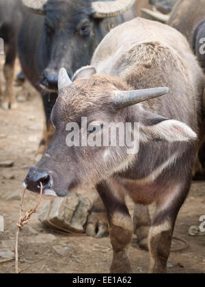 Ein Wasserbüffel zum Verkauf auf dem Bac Ha Sonntagsmarkt in Bac Ha, Provinz Lao Cai, Vietnam. Stockfoto