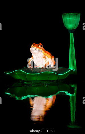 Frosch und Lotus Blume Lampions schwimmt auf dem Teich am Longleat, Warminster, Wiltshire. England Stockfoto