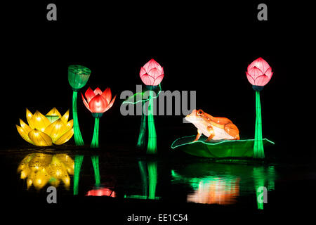 Frosch und Lotus Blume Lampions schwimmt auf dem Teich am Longleat, Warminster, Wiltshire. England Stockfoto