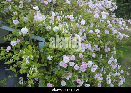 Kultiviert, Rambling Rose (Rosa sp.) David Austin, Blüte, Spalier im Garten wächst, Bentley, Suffolk, England, Juli Stockfoto