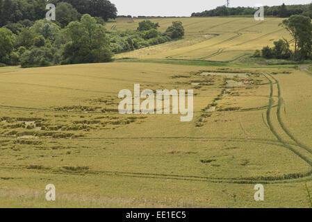 Weizen-Getreide, teilweise durch ein Sommergewitter abgeflacht, Berkshire, England, Juli eingereicht Stockfoto