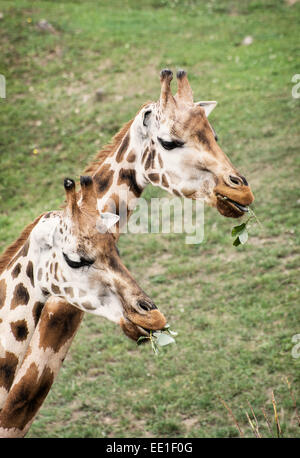 Rothschild Giraffen (Giraffa Plancius Rothschildi) grüne Blätter zu essen. Stockfoto