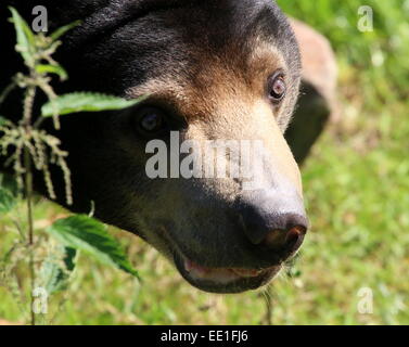 Kopf von einem neugierigen südostasiatischer Sonne tragen oder Honig-Bären (Helarctos Malayanus) in detaillierter Nahaufnahme im Burrgers Zoo, Arnheim Stockfoto