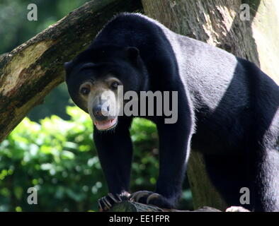 Südostasiatische Sun Bear "oder" Honig-Bären (Helarctos Malayanus) Stockfoto