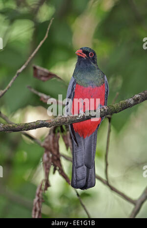 Schieferartiger-tailed Trogon (Trogon Massena Hoffmanni) Männchen, thront auf Zweig, Pipeline Road, Panama, November Stockfoto