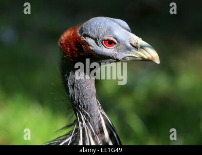 Detaillierte Nahaufnahmen von einem afrikanischen Vulturine Perlhühner (Acryllium Vulturinum) Stockfoto