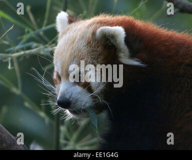 Nahaufnahme des Kopfes von einem asiatischen Roter Panda (Ailurus Fulgens) in einem Baum, kauen auf lässt. Stockfoto