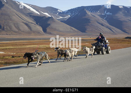 Haushund, Husky-Typ Sledgedogs, Team ziehen Quadbike mit Frau und Kind, in der Nähe von Longyearbyen, Spitzbergen, Svalbard, August Stockfoto