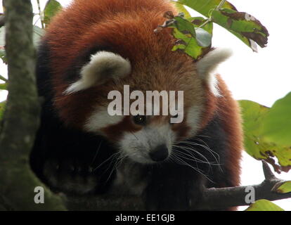 Asiatische rote Panda (Ailurus Fulgens) in einem Baum.  auch bekannt als kleinere Panda oder rote Katze-Bär. Stockfoto