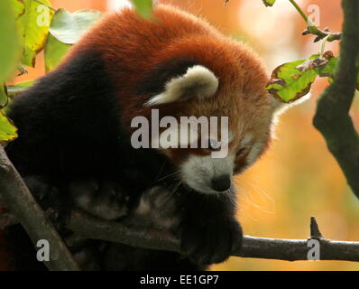 Asiatische rote Panda (Ailurus Fulgens) in einem Baum.  auch bekannt als kleinere Panda oder rote Katze-Bär. Stockfoto