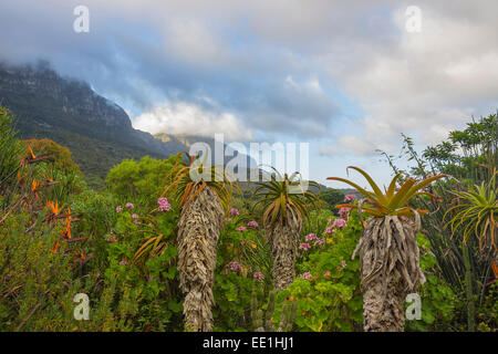 Kirstenbosch Gärten an einem teilweise bewölkten Tag mit Aloen im Vordergrund Stockfoto