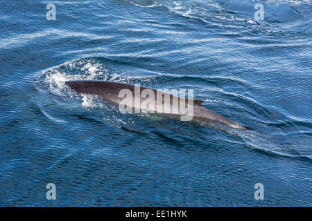 Erwachsenen Finnwal (Balaenoptera Physalus) auftauchen in der Nähe von Hornsund, Spitzbergen, Svalbard, Arktis, Norwegen, Skandinavien, Europa Stockfoto