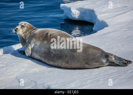 Erwachsenen bärtigen Siegel (Erignathus Barbatus) holte auf dem Eis in Storfjorden, Svalbard, Arktis, Norwegen, Skandinavien, Europa Stockfoto