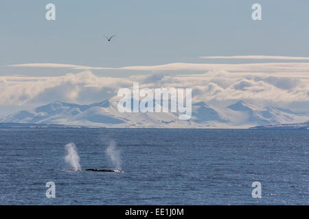 Erwachsenen Buckelwale (Impressionen Novaeangliae) Fütterung aus der West Küste von Spitzbergen, Spitzbergen, Arktis, Norwegen, Skandinavien Stockfoto