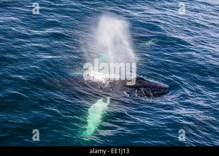 Erwachsener Buckelwal (Impressionen Novaeangliae) Fütterung aus der West Küste von Spitzbergen, Spitzbergen, Arktis, Norwegen, Skandinavien Stockfoto