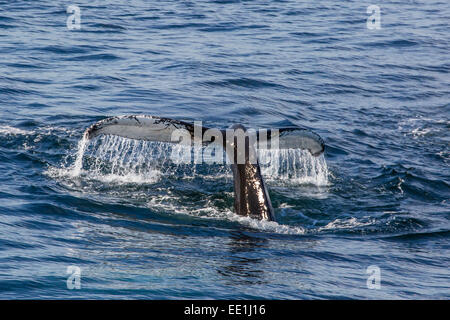 Erwachsener Buckelwal (Impressionen Novaeangliae) Egel-Up Tauchen vor der Küste von Spitzbergen, Svalbard, Arktis, Norwegen Stockfoto