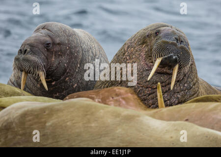 Erwachsenen Bull atlantische Walross (Odobenus Rosmarus Rosmarus) am Strand in Torellneset, Nordauslandet, Svalbard, Arktis, Norwegen Stockfoto