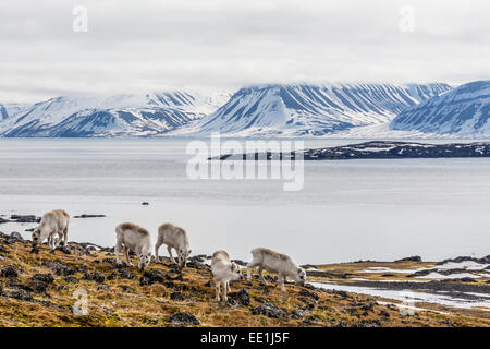 Svalbard-Rentiere (Rangifer Tarandus) Weiden in der Tundra in Varsolbukta, Bellsund, Spitzbergen, Arktis, Norwegen, Skandinavien Stockfoto