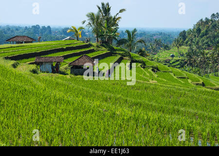 Reisterrassen, Jatiluwih, UNESCO-Weltkulturerbe, Bali, Indonesien, Südostasien, Asien Stockfoto