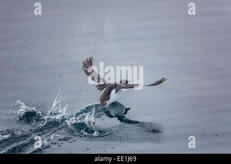 Adult Brunnich Trottellumme (Uria Lomvia) Flug am Kap Fanshawe, Spitzbergen, Svalbard, Alkefjelet, Arktis, Norwegen Stockfoto