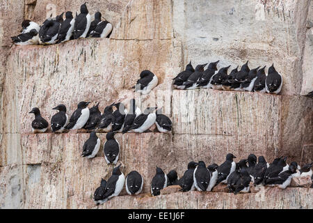 Adult Brunnich Trottellumme (Uria Lomvia) nisten auf Felsvorsprüngen am Kap Fanshawe, Spitzbergen, Svalbard, Alkefjelet, Arktis, Norwegen Stockfoto