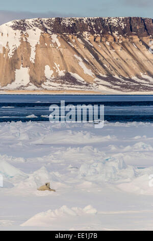 Erwachsenen Eisbär (Ursus Maritimus) im ersten Jahr Meer Eis in der Olga-Straße, in der Nähe von Edgeoya, Spitzbergen, Arktis, Norwegen, Skandinavien Stockfoto