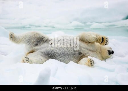 Erwachsenen Eisbär (Ursus Maritimus) erstreckt sich im ersten Jahr Meer Eis in Olga-Straße, in der Nähe von Edgeoya, Spitzbergen, Arktis, Norwegen Stockfoto