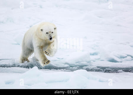 Erwachsenen Eisbär (Ursus Maritimus) springen über offene Führung im ersten Jahr Meer Eis in der Olga-Straße, in der Nähe von Edgeoya, Spitzbergen, Norwegen Stockfoto