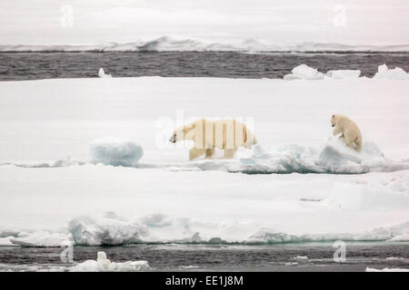 Mutter und Kalb Eisbär (Ursus Maritimus) im ersten Jahr Meer Eis in der Olga-Straße, in der Nähe von Edgeoya, Spitzbergen, Arktis, Norwegen Stockfoto