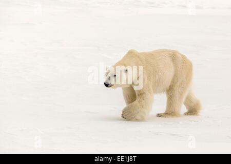 Erwachsenen Eisbär (Ursus Maritimus) im ersten Jahr Meer Eis in der Nähe von Cape Fanshawe, Spitzbergen, Svalbard, Arktis, Norwegen, Skandinavien