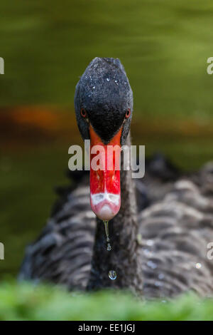 Ein Erwachsener schwarzer Schwan (Cygnus olor), Terra Nostra botanische Gärten, Azoren Hauptstadt Insel Sao Miguel, Azoren, Portugal Stockfoto