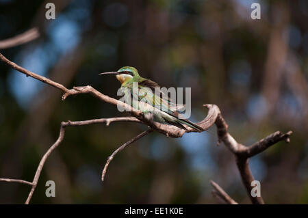 Kleine Bienenfresser (Merops percivali), Chobe Nationalpark, Botswana, Afrika Stockfoto