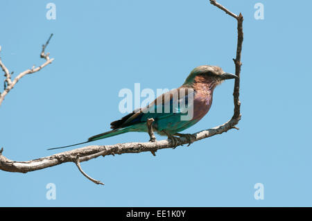 Lilac-breasted Roller (Coracias Caudatus), Chobe Nationalpark, Botswana, Afrika Stockfoto