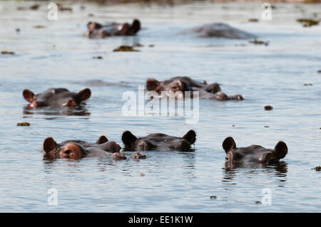 Flusspferd (Hippopotamus Amphibius), Khwai Konzessionsgebiet, Okavango Delta, Botswana, Afrika Stockfoto