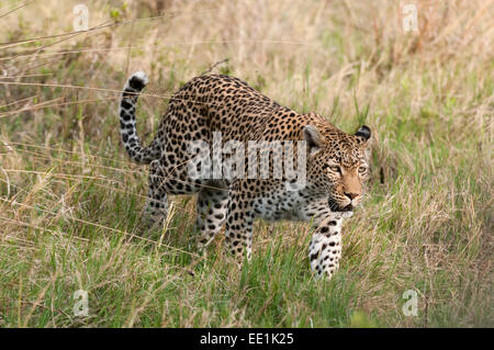 Leopard (Panthera Pardus), Khwai Konzessionsgebiet, Okavango Delta, Botswana, Afrika Stockfoto